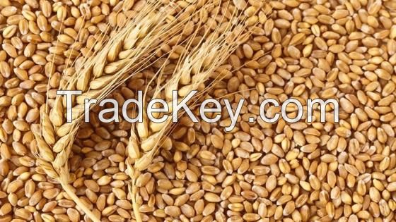100% Organic Long Wheat Grain Lowest Market Price