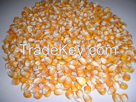 Yellow Maize for Animal Feed