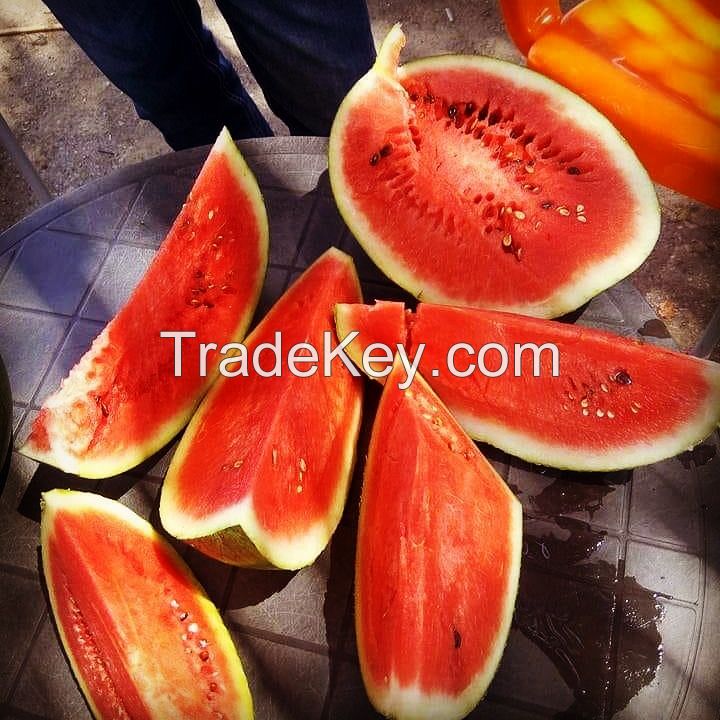 Melons For Export Organic Green Melon Best Price