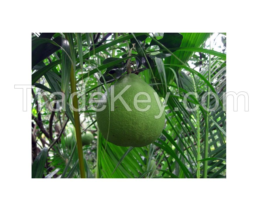 Buy fresh fruit grapefruit pomelo