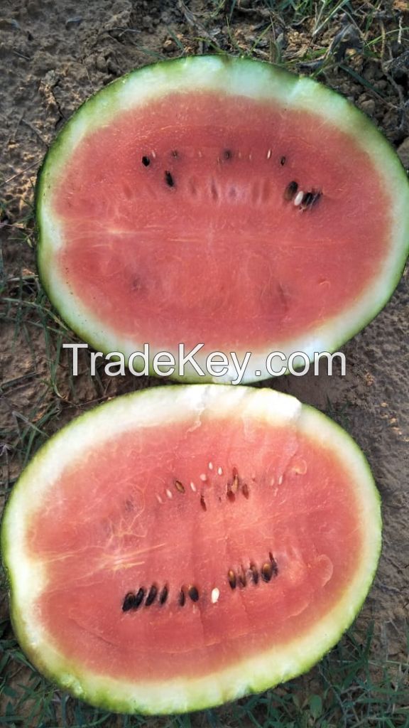 Best Vietnam High Quality Fresh Water Melon Fruit