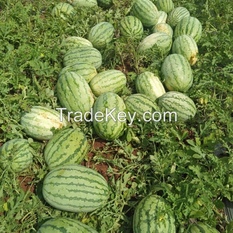 Yellow Peel red flesh seedless hybrid Watermelon Seeds for growing-Golden Seedless  3 buyers