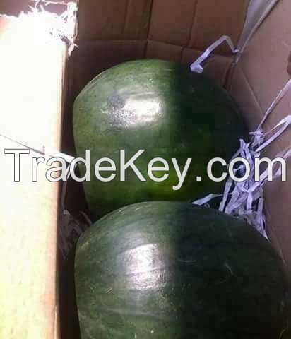 Minh Phuong Vietnam High Quality Fresh Water Melon Fruit