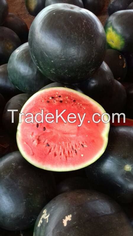 Wholesale Fresh Watermelon / Fresh Watermelon For Sale / Bulk Fresh Fruit Watermelon 