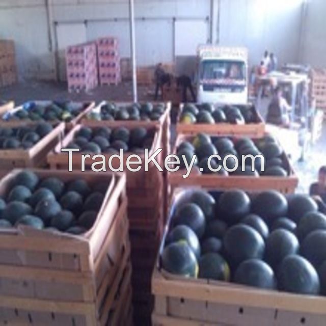 Wholesale Fresh Watermelon / Fresh Watermelon For Sale / Bulk Fresh Fruit Watermelon