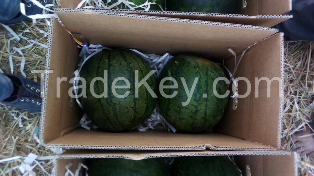 Minh Phuong Vietnam High Quality Fresh Water Melon Fruit