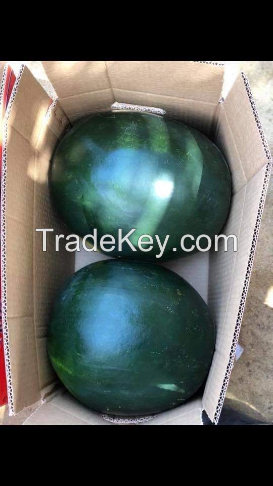 Minh Phuong Vietnam High Quality Fresh Water Melon Fruit