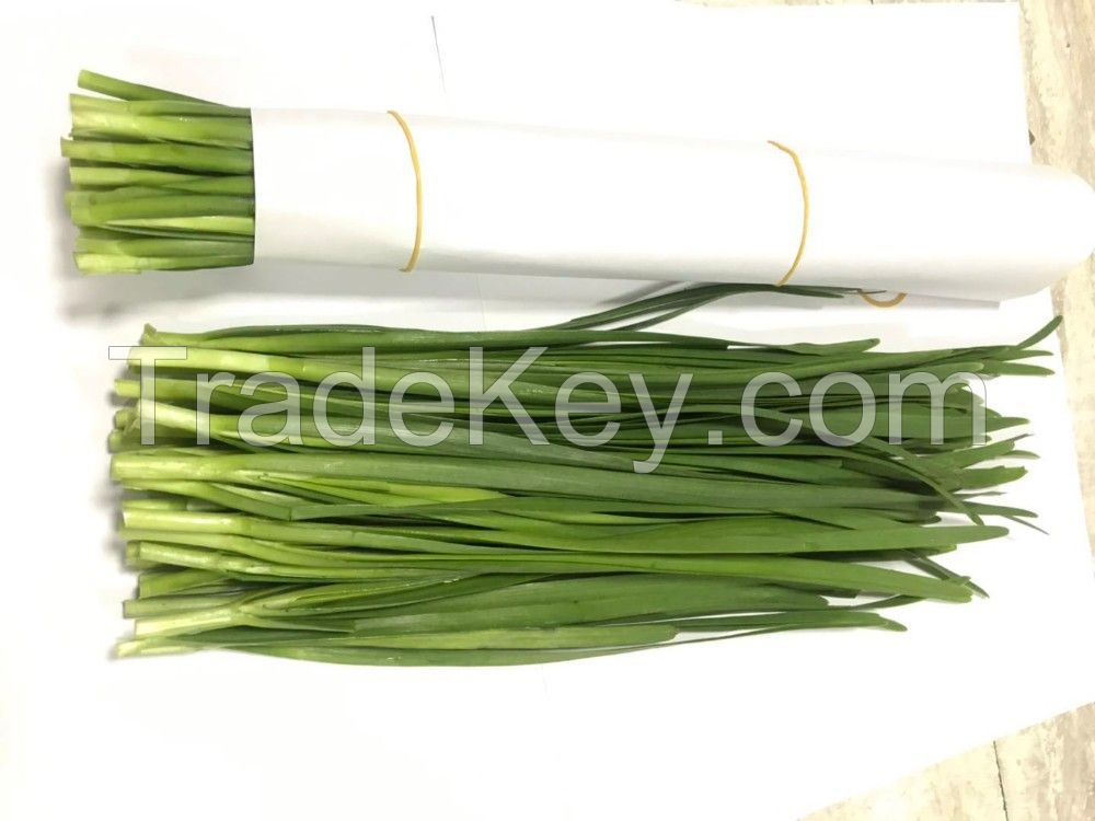 Fresh onion flower