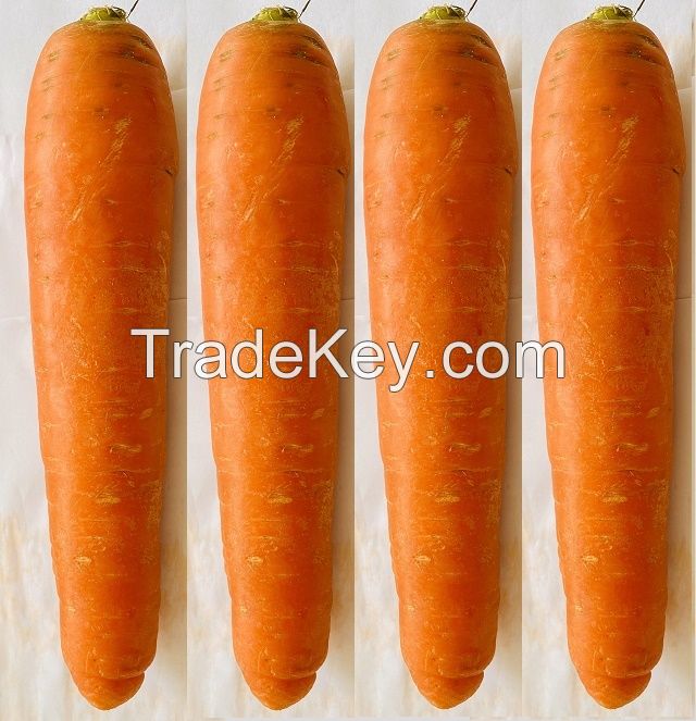 100 % carrot