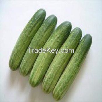 Fresh Cucumber/ Fresh vegetable cucumber