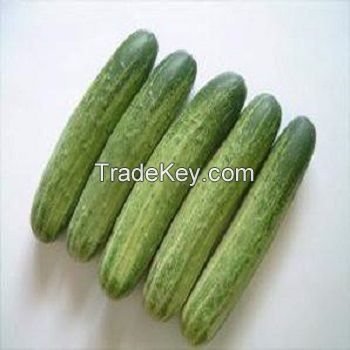  Top Quality Fresh Cucumber From Ukraine Wholesale 