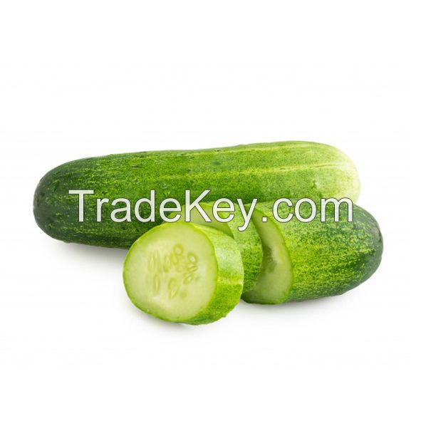 Fresh Cucumber