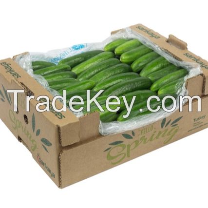 Top Quality Fresh Cucumber From Ukraine Wholesale