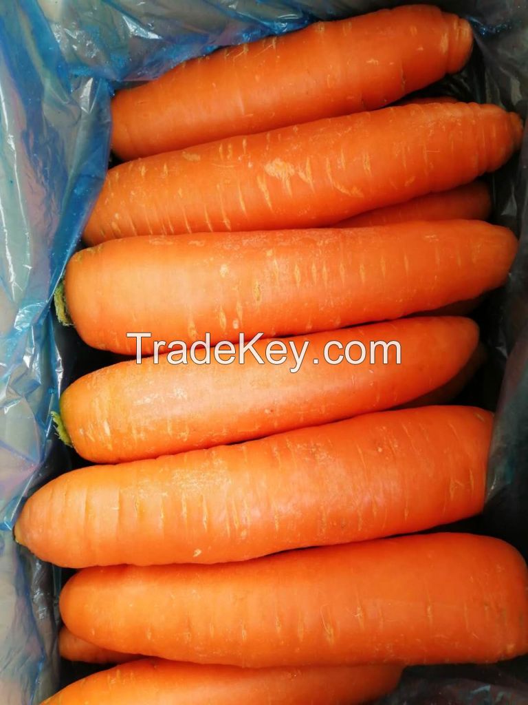 fresh carrot