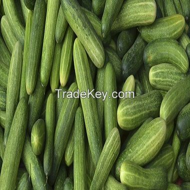  Top Quality Fresh Cucumber From Ukraine Wholesale 