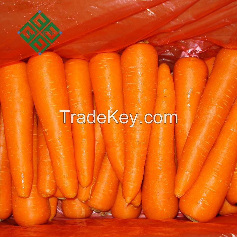 fresh carrot