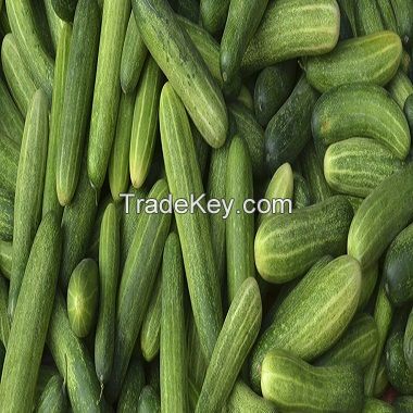 Fresh Cucumber/ Fresh vegetable cucumber