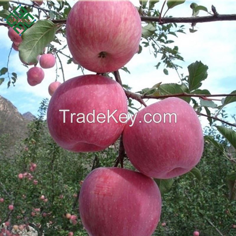 red fuji apple fresh apple with China supplier