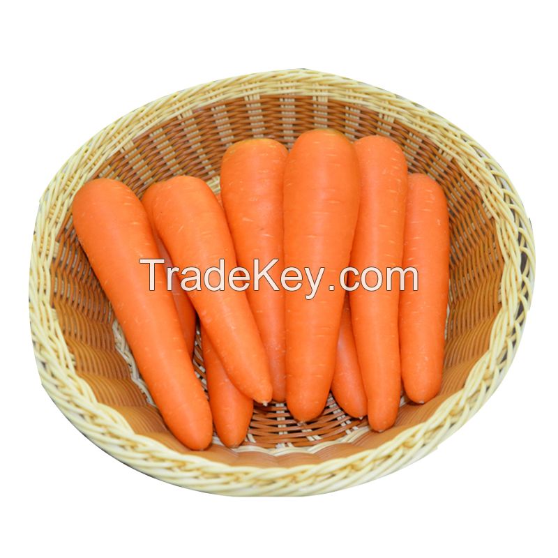 Farm fresh and sweet carrot