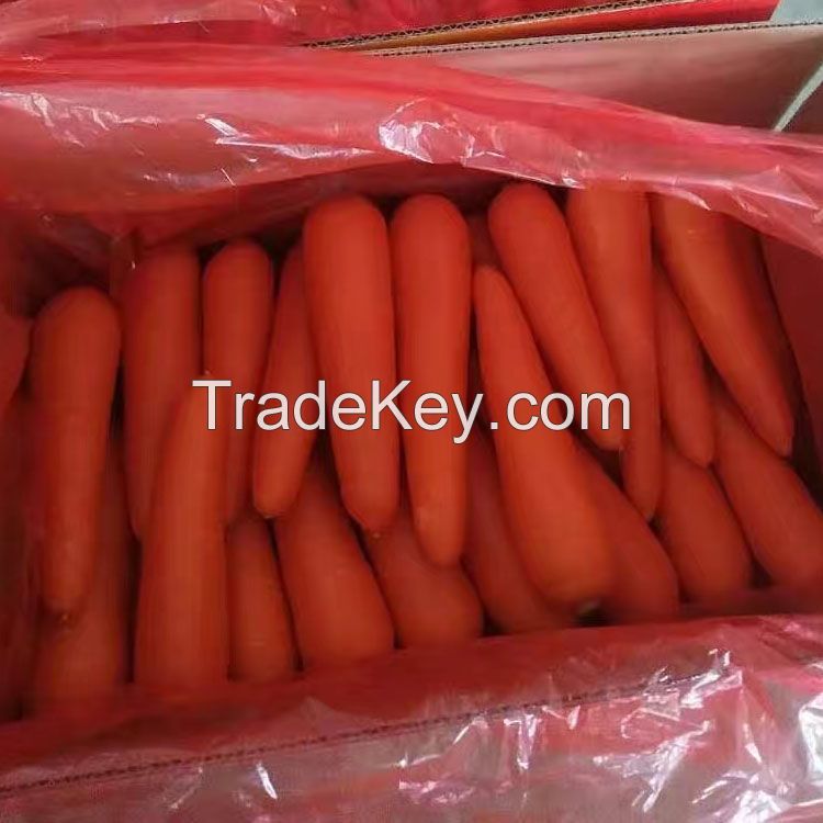 Farm fresh and sweet carrot