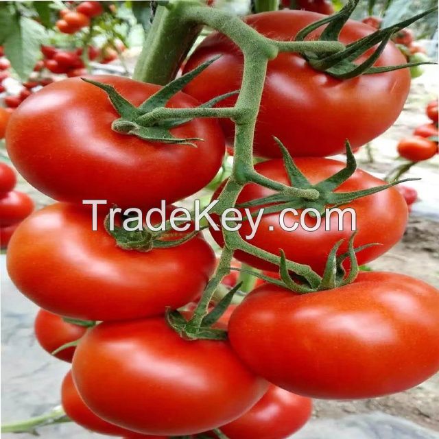 Chinese Vegetable Seeds Yellow Ty Virus-Resistant Roma Cross Tomato Seeds