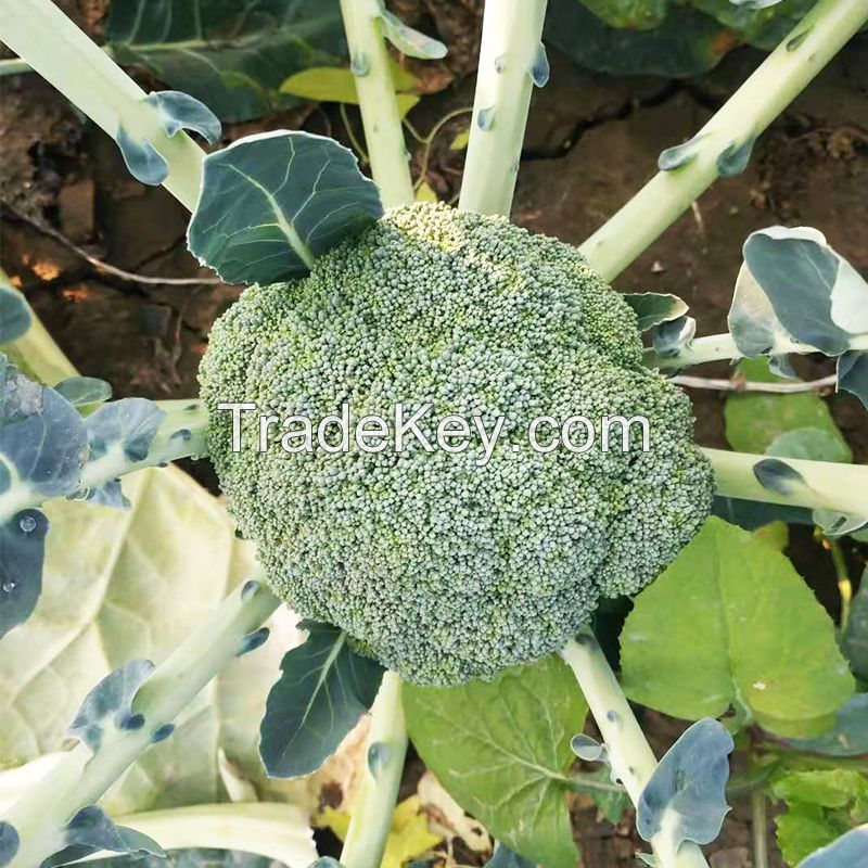 Best Quality Hybrid F1 Heat Resistant Summer Planting Broccoli Seed High Yield