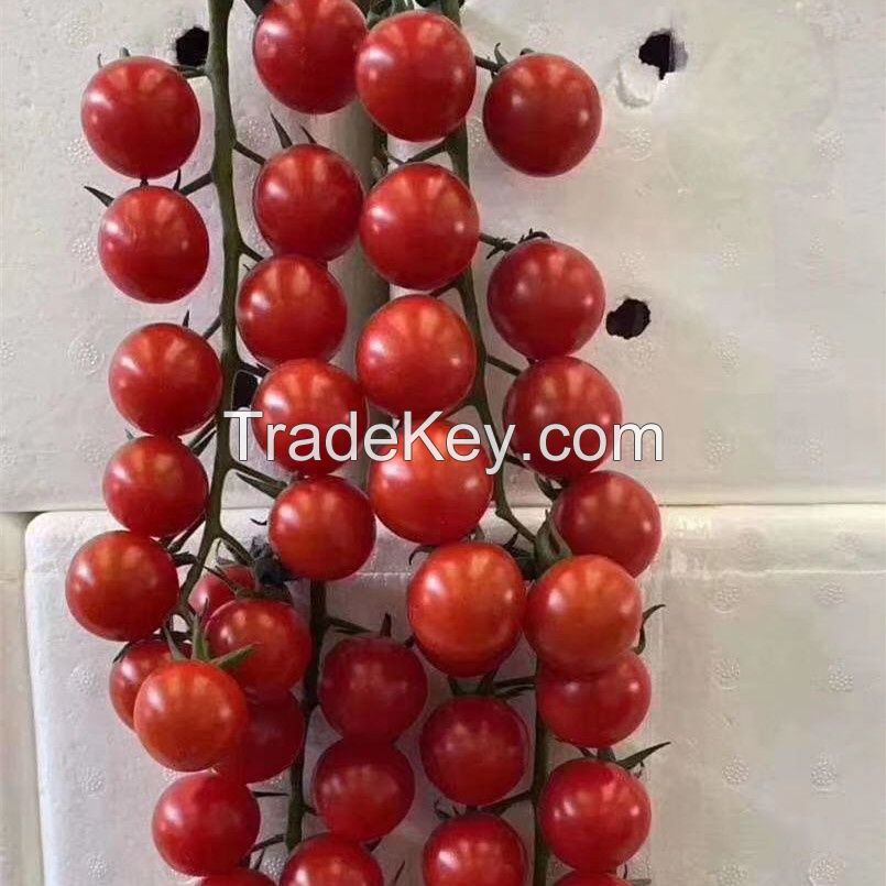 Best HIgh Yield Cold Resistant Big Red Indeterminate Hybrid F1 Tomato Seeds