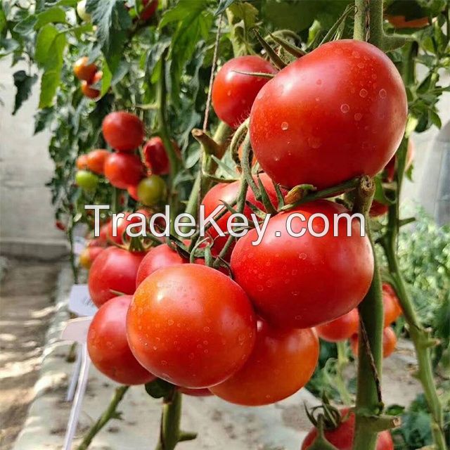 Chinese Vegetable Seeds Yellow Ty Virus-Resistant Roma Cross Tomato Seeds