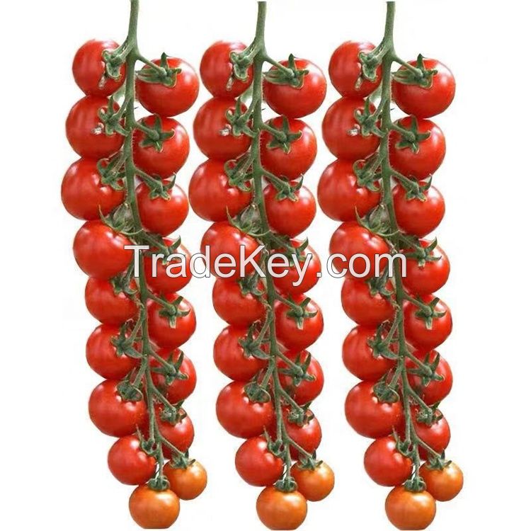 Best HIgh Yield Cold Resistant Big Red Indeterminate Hybrid F1 Tomato Seeds