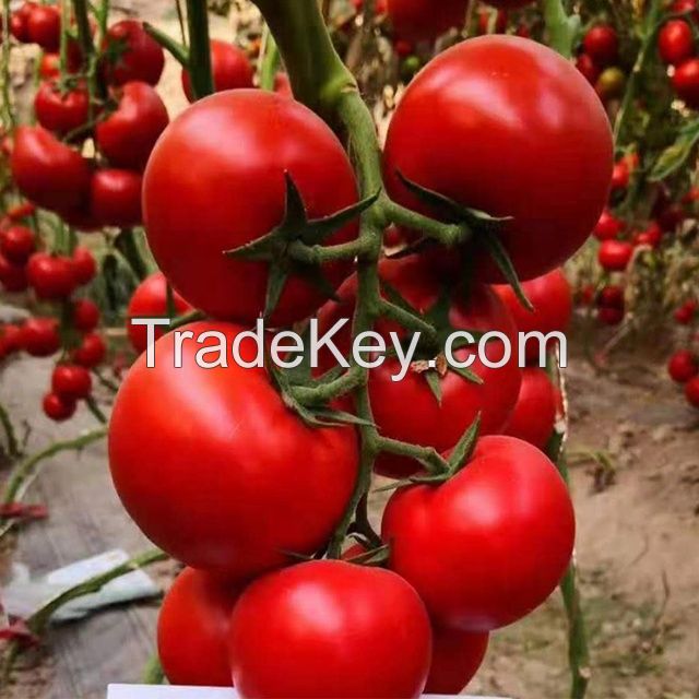 Chinese Vegetable Seeds Yellow Ty Virus-Resistant Roma Cross Tomato Seeds