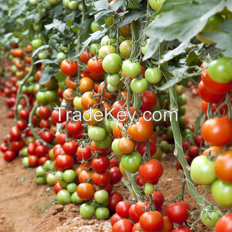 Vegetable seeds TY virus resistance from China's big red high hybrid tomato seeds 