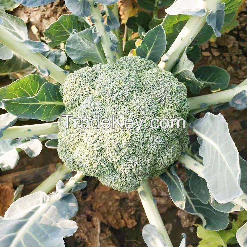 Broccoli seeds