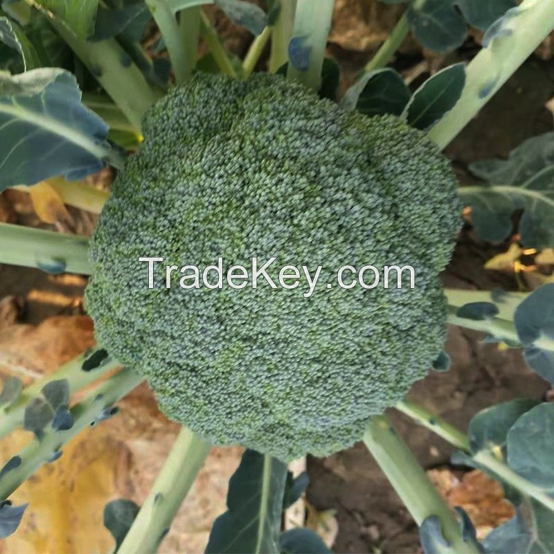 High heat resistant hybrid broccoli seeds from China 