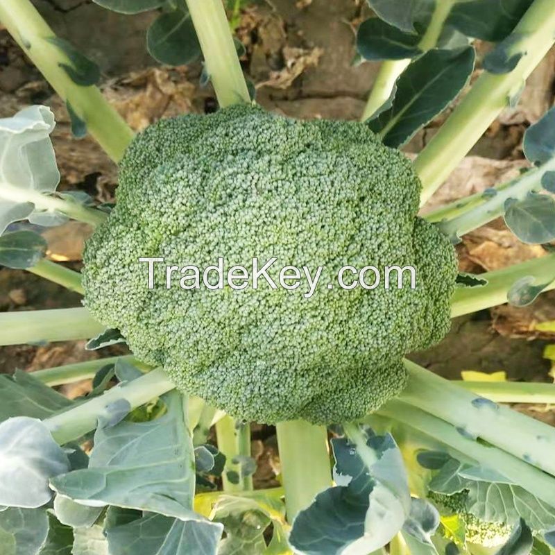 High heat resistant hybrid broccoli seeds from China