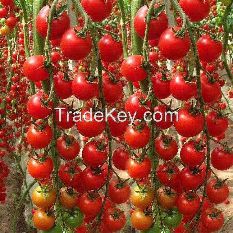 Best HIgh Yield Cold Resistant Big Red Indeterminate Hybrid F1 Tomato Seeds