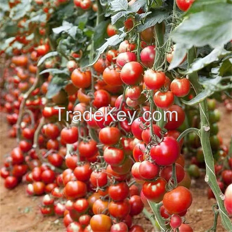 Best HIgh Yield Cold Resistant Big Red Indeterminate Hybrid F1 Tomato Seeds