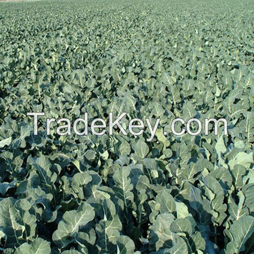 Best Quality Hybrid F1 Heat Resistant Summer Planting Broccoli Seed High Yield