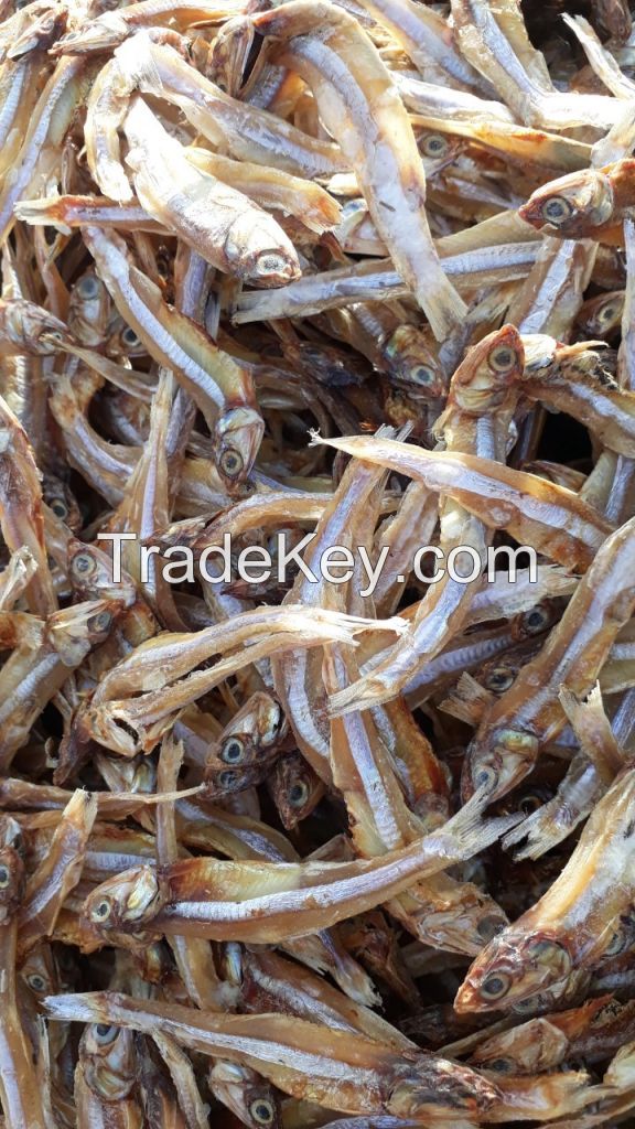 Dried Anchovy by sunshine