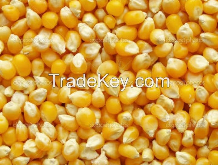 Yellow Corn