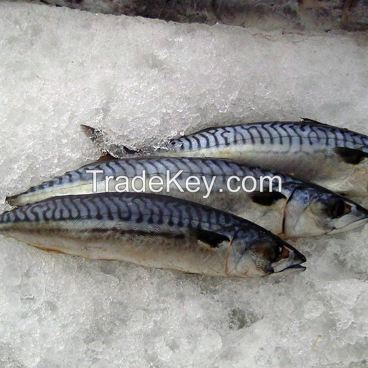 Frozen Mackerel fish 