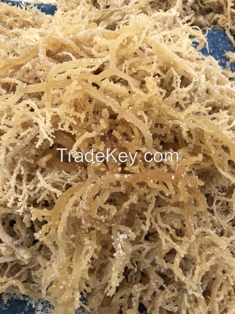 Sea Moss Irish Moss Eucheuma Cottonii Make Gel, Soap SARAH 84347587878