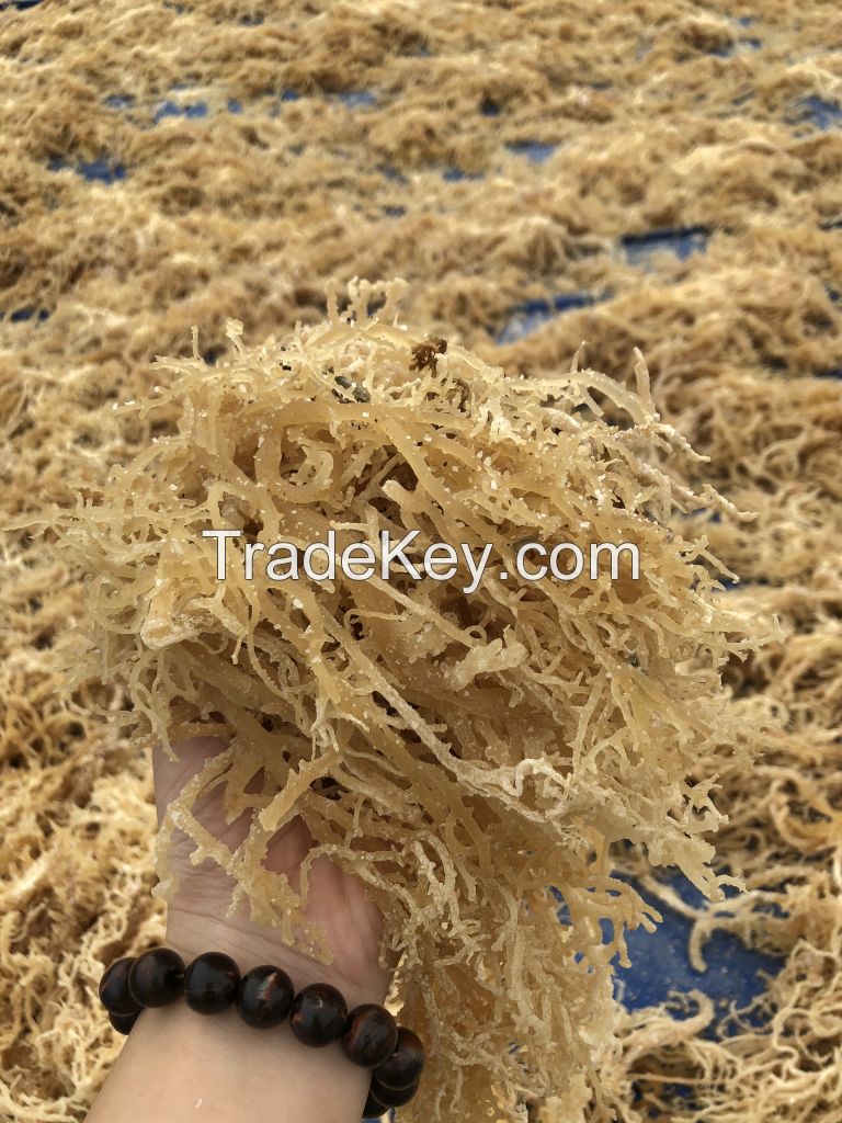 Sea Moss Irish Moss Eucheuma Cottonii Make Gel, Soap SARAH 84347587878