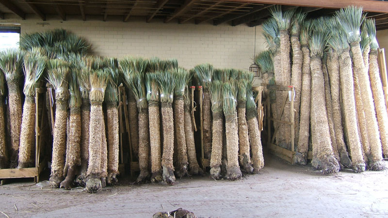 Yucca rostrata in all sizes