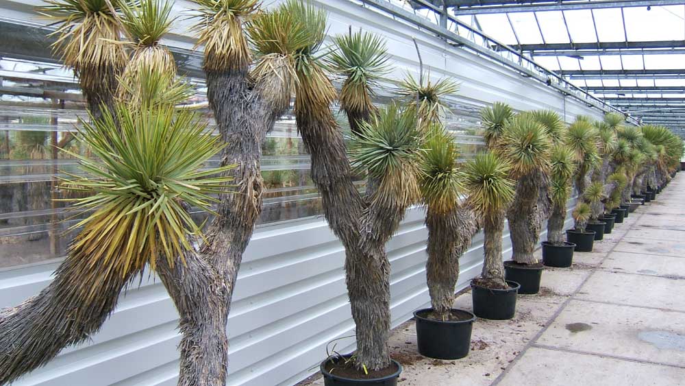 Yucca Thompsoniana many sizes