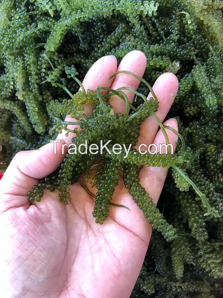 GRAPES SEAWEED WITH COMPETITIVE PRICE//Kathy: +84813366387