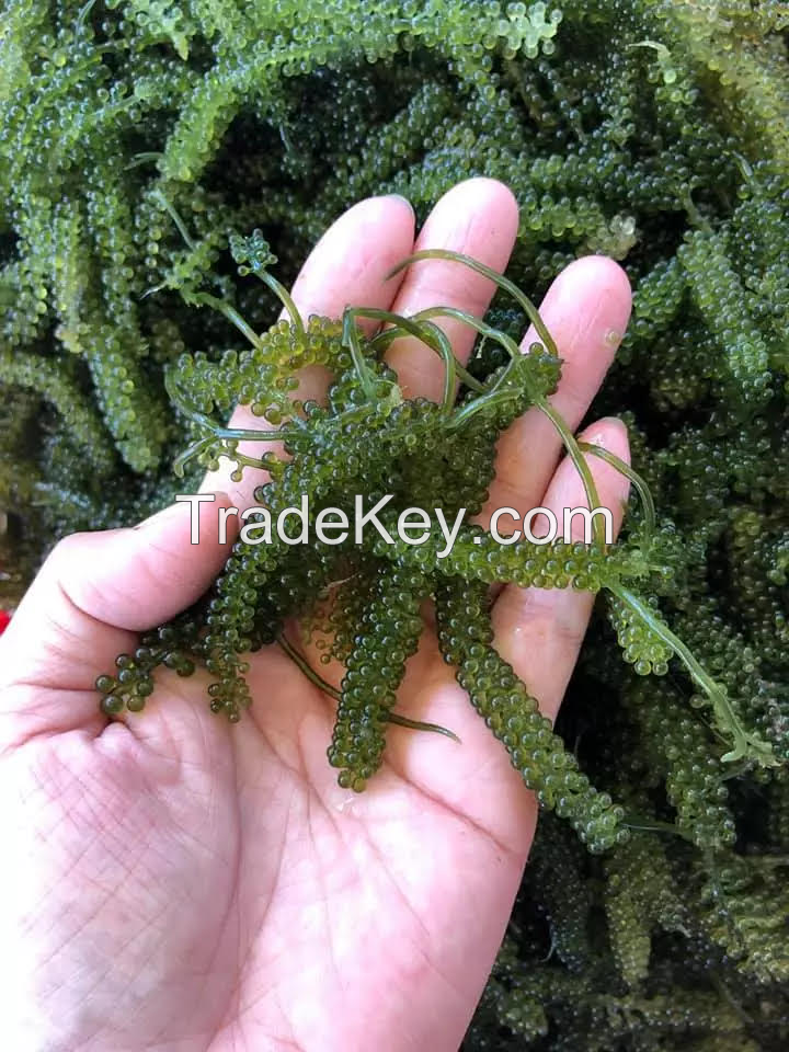 HIGH QUALITY DEHYDRATED SEA GRAPES//Kathy: +84813366387