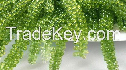HIGH QUALITY DEHYDRATED SEA GRAPES//Kathy: +84813366387