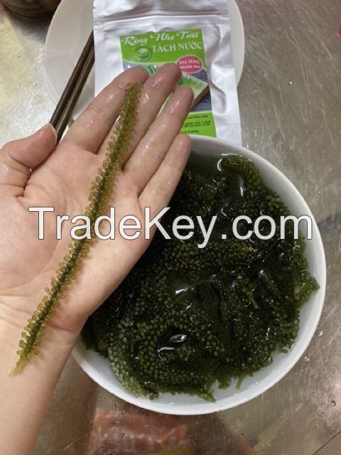 SEA GRAPES WITH CHEAP PRICE HIGH QUALITY //Kathy: +84813366387