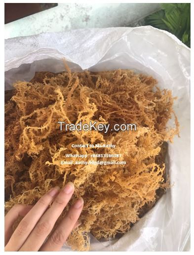 HIGH QUALITY GOOD PRICE FOR SALE SEAMOSS/ IRISH MOSS//Whatsapp: +84813366387