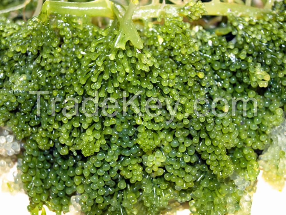 GRAPES SEAWEED WITH COMPETITIVE PRICE//Kathy: +84813366387